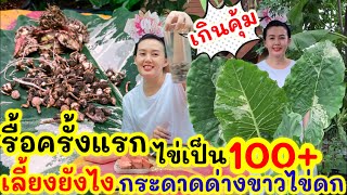 ดกไม่ไหว! รื้อไข่บอนกระดาดด่างขาว สุดปัง109ใบ7ชิ้นตา สุดทึ่งไม่มีหน่อแต่ไข่ดกมาก ยกยอดชำยังไงให้รอด