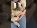 shorts 哺乳瓶かみかみ🍼 ミックス犬 保護犬