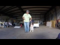 prodogz dog training 541 608 2857 akc competitive dog training