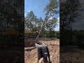 Cat 303 pushing tree and stump over