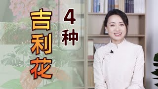 民間有4種“吉利花”，擺在客廳再合適不過，大氣又鎮宅【藝述史】