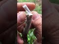 grafting technique for dormant buds for sapodilla tree