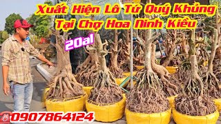 #Mai Tết 2025_20al, Chợ Hoa Ninh Kiều,  Lô Phôi Mai Tứ Quý Khủng, đế vip @cscanthohg