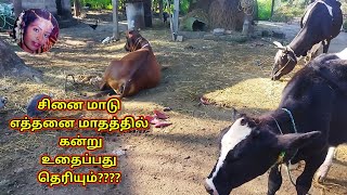 சினை மாடு எத்தனை மாதத்தில் கன்று உதைப்பது தெரியும்????