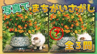 【間違い探しクイズ】チャーミングな小動物をご覧あれ【脳トレ】〜find the difference〜　＃３１