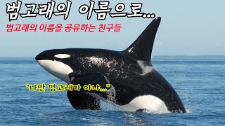 점순이네 동물기 58화 : 범고래의 이름으로 - 범고래의 이름을 공유하는 친구들