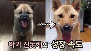 아기여우에서  중형견으로 폭풍성장🦊 (아기 진돗개의 성장과정) ㅣ진돗개계피 ㅣ Korean Jindo Dog