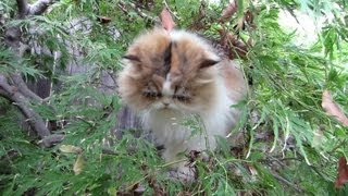 13 09 12 Persian kitty, Sequoia, in the maple tree