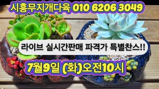 시흥무지개다육 라이브실시간판매 010 6206 3049 많은성원 부탁드립니다