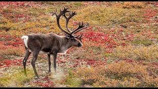 Ultimate Alaska: Bears, Glaciers & Beyond • Daily Dose of Nature