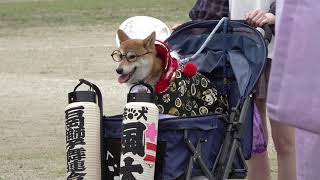 4K　石岡獅子舞連合会の看板犬 風太くん♪①　幌獅子總揃　石岡のおまつり2019 初日　C0037