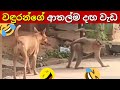 Monkey Funniest Moment Part 2 In Sinhala