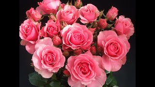Giai điệu đẹp nhất thế giới! Bạn có thể nghe nhạc này mãi mãi! Âm nhạc đẹp Sergey Grischuk