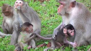 Pretty girls tourists feed the monkey- beautiful tourists so happy with monkey that young baby