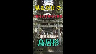 見た人に奇跡を起こる神秘のパワースポット「鳥居杉」最強【縁結び】神社　#shorts