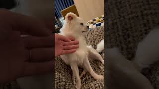 Pet dog falling asleep with owner's massage