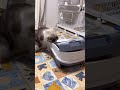 隠れんぼする猫　 shorts cat 猫 猫動画 ねこのいる生活 癒し ラグドール ラガマフィン かわいい 長毛種 日常 ねこ youtubeshorts video vlog