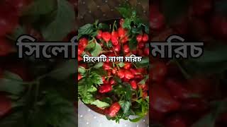 আমি কিতা কইতাম ওগো ভাবী নাগা মরিচের ঝাল short #video 😛😛😛