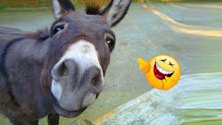 Funniest 😂 Donkey 🐴  Compilation Ever! ｜2019