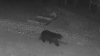 Bears Spotted in Exeter, NH