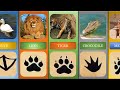 animals in different  footprint |Animal Footprint in sand