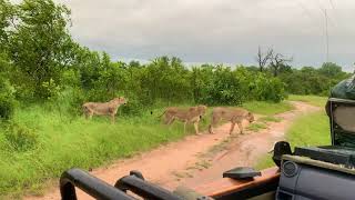 Idube Game Reserve - Sabi Sands: ladies first