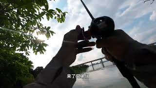 独钓荒岛第138天，芦苇荡跟草鱼斗智斗勇，终于上货了！ #钓草鱼