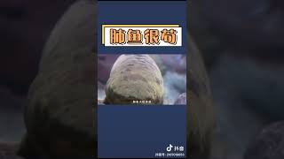 活在土里的鱼有多厉害？#肺鱼#非洲