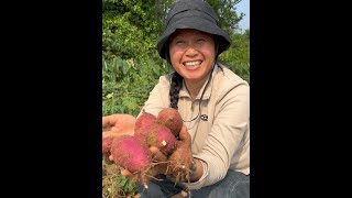 桥头地瓜，个个粉面香甜，喜欢吃的朋友越来越多啦#桥头富硒地瓜 #蜜薯