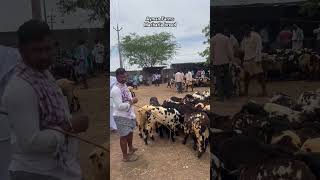 Macharla Breed Sheep Market in AP