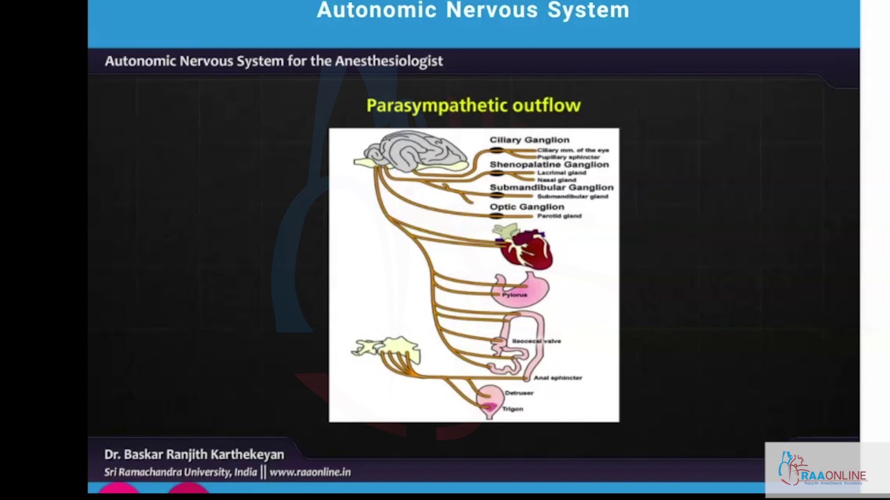 Autonomic Nervous System - YouTube