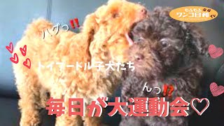 もふもふかわいいトイプードル子犬たちは毎日が運動会💕にぎやかな多頭飼い家族