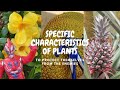 PLANTS Protect Themselves From Enemies | Science DLP Year 5