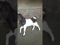 beautiful baby goat.. entertainment sojat bakramandi deonarmandi deonar short