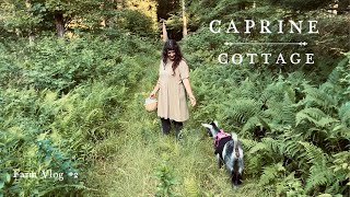 Caprine Cottage Farm Vlog 2 | JULY | Baking, Canning and Wild Berry Picking