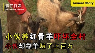 云南小伙请全村吃红骨羊，村民怀疑下了毒，小伙却一卖就是上百万