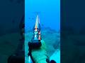 Spearfishing_ Memanah ikan dari dekat part 69 #shorts