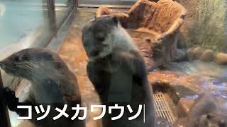 おさかな館のコツメカワウソ