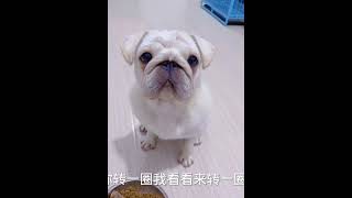 花花会的还是挺多的！还有什么？你们说！ #巴哥犬 #狗狗成精了 #小花