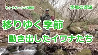 移りゆく季節  /  動き出したイワナたち / 宮城の渓流  / みちのく釣りの旅  ﾌﾗｲﾌｨｯｼﾝｸﾞ渓流釣り(4K) fly fishing