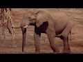Elephants - The Whole Story 113 - Go Wild