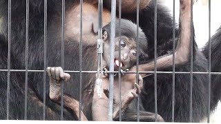 パパイヤとワタルの赤ちゃん天（Wataru♀ and Papaiya♂ baby Ten）　大森山動物園　テナガザル　202204