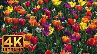 4K Flower Relax Video with Bird Signing from Skagit Valley Tulip Festival, Episode 6 - 2 HRS