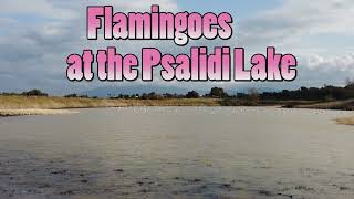 Flamingoes at the Psalidi Lake on the island of Kos in Greece