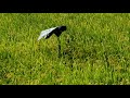 稲穂、実りのシーズンを迎える。岡山市中区内。🌾