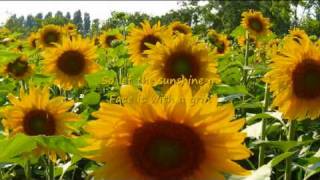 You Are My Sunshine   -    Anne Murray 