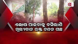 ଲୋପ ପାଇବାକୁ ବସିଲାଣି ମୂଲ୍ୟବାନ ରକ୍ତ ଚନ୍ଦନ ଗଛ | Red Sandalwood Protection | Gajapati