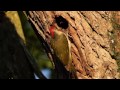 grünspecht picus viridis green woodpecker