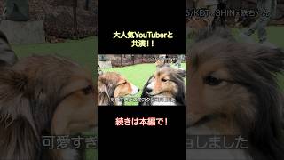 大人気YouTuberとコラボ！？#シェルティ #sheltie #犬のいる生活 #shorts #ドッグラン