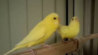 求愛のポーズをするセキセイインコ（オス♂成鳥１羽・メス♀若鳥１羽）－かごの外に出してみた（３３４）